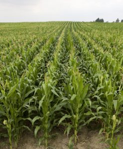 corn-field-2-lowres_6