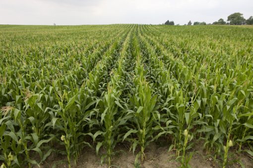 corn-field-2-lowres_6